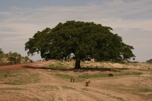 SYcamoretree